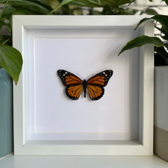 Monarch Butterfly