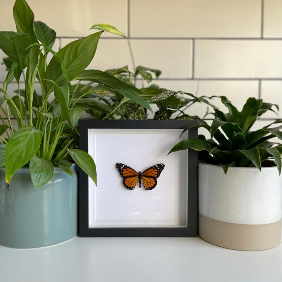 Monarch Butterfly
