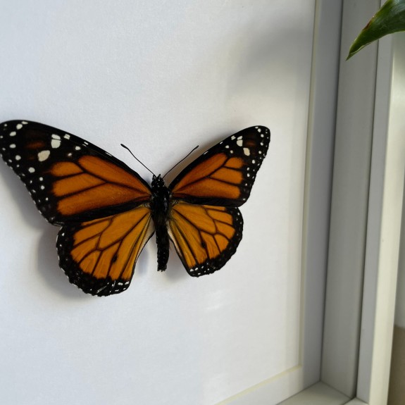 Monarch Butterfly