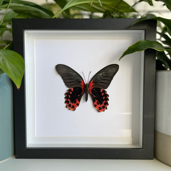 Rumanzovia Swallowtail Butterfly