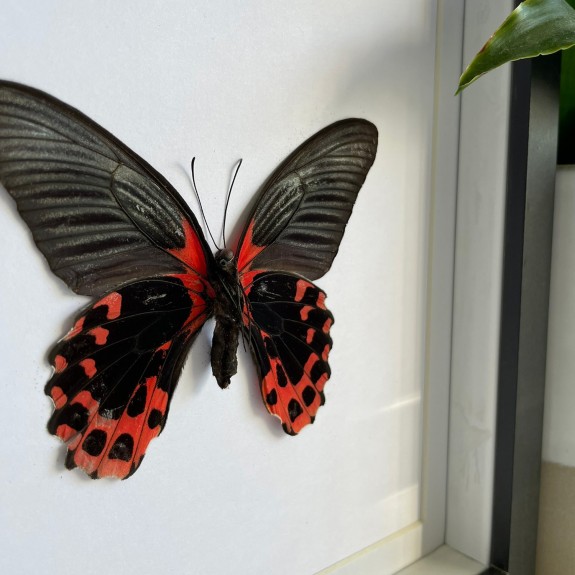 Rumanzovia Swallowtail Butterfly