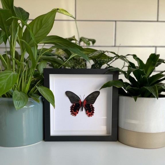 Rumanzovia Swallowtail Butterfly