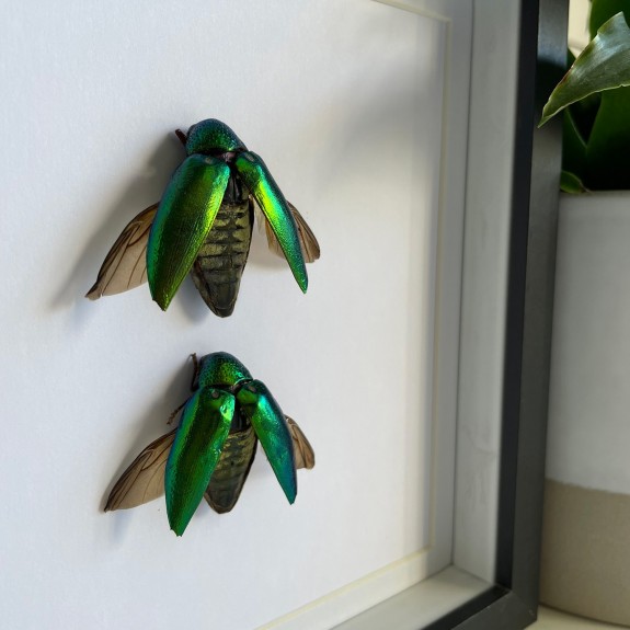 Jewel Beetle Double (Open)