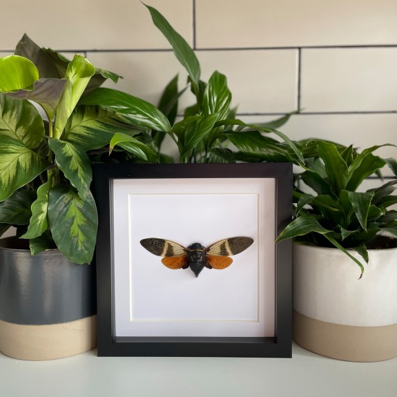 Orange Cicada