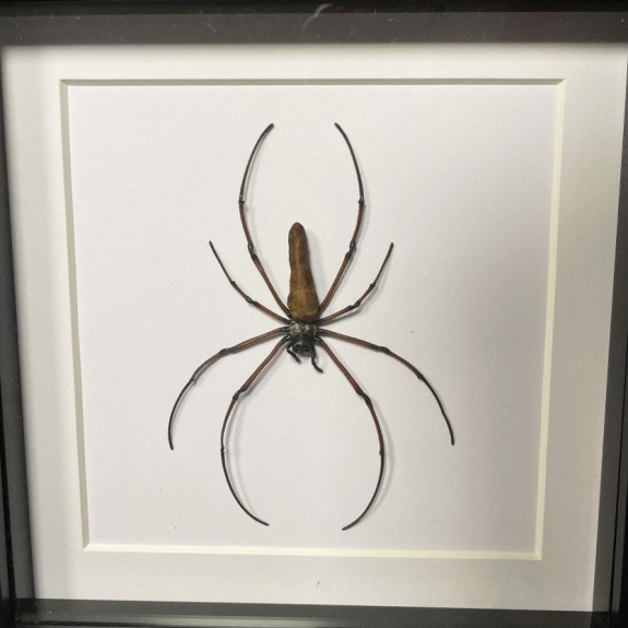 Golden Orb Weaver Spider