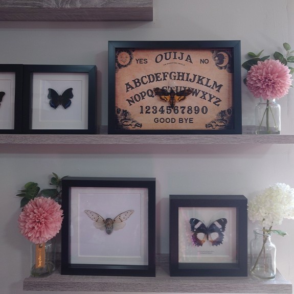 Ouija Board Deaths Head HawkMoth