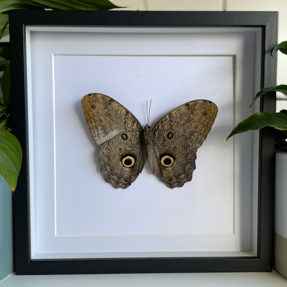 Giant Owl Butterfly