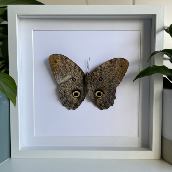 Giant Owl Butterfly