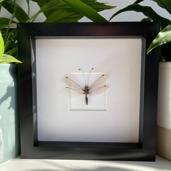 Owlfly