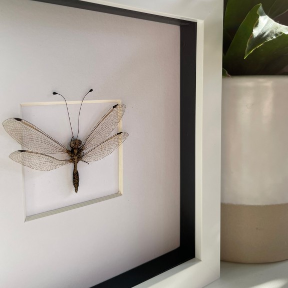 Owlfly