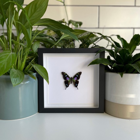 Purple Spotted Swallowtail Butterfly