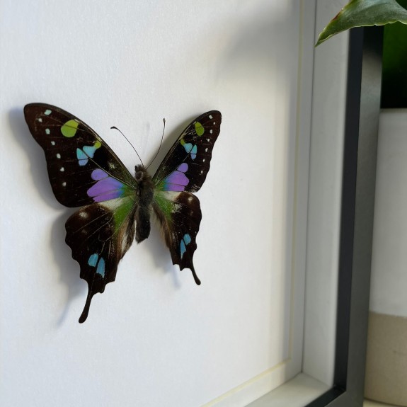 Purple Spotted Swallowtail Butterfly
