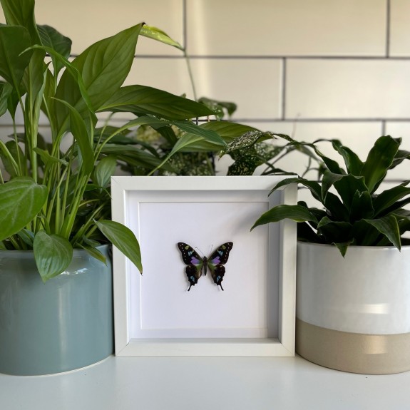 Purple Spotted Swallowtail Butterfly