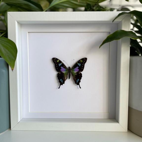 Purple Spotted Swallowtail Butterfly
