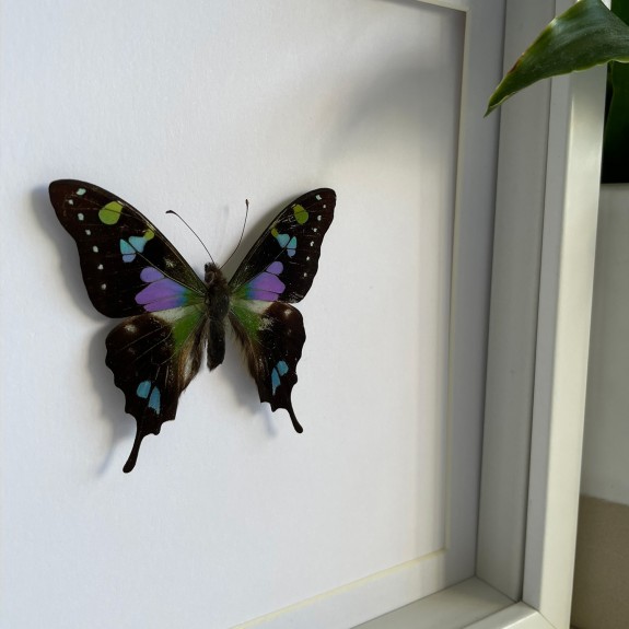 Purple Spotted Swallowtail Butterfly