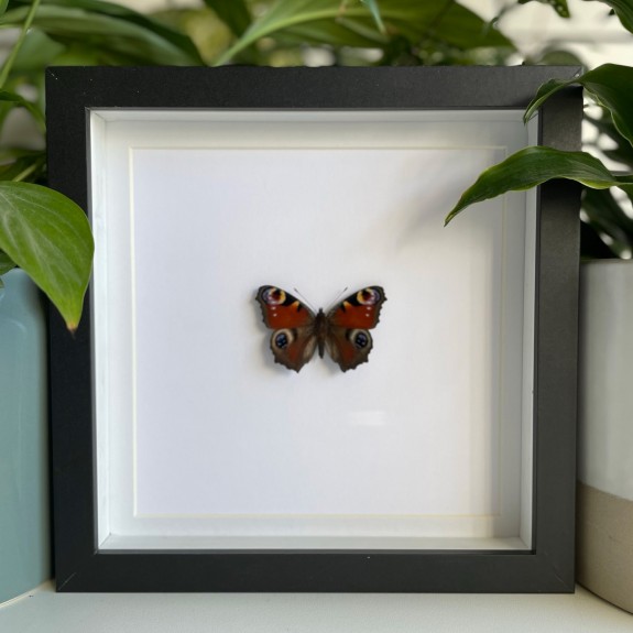 Peacock Butterfly