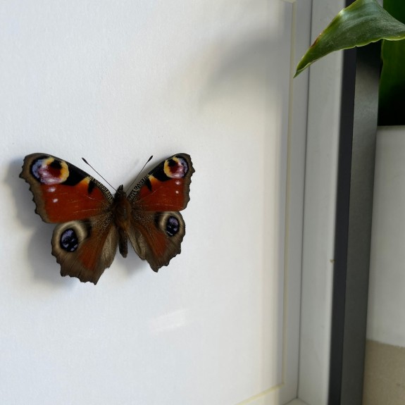 Peacock Butterfly