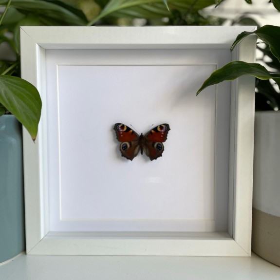 Peacock Butterfly