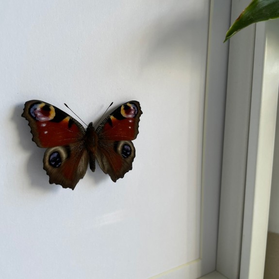 Peacock Butterfly