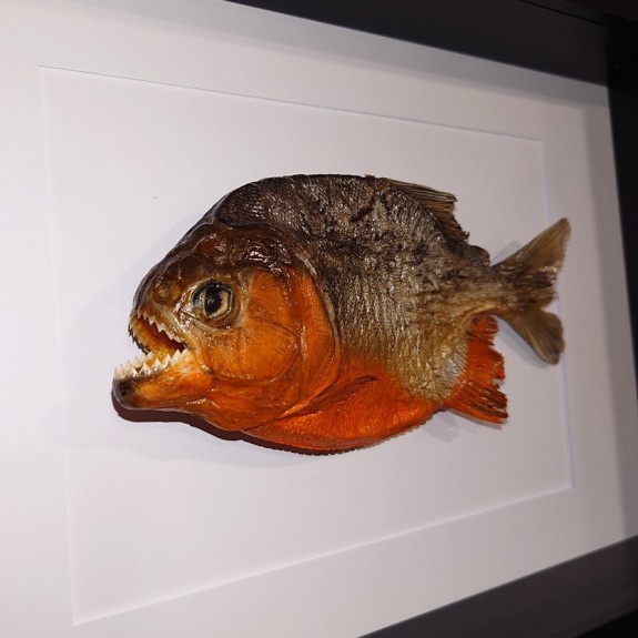 Red Bellied Piranha
