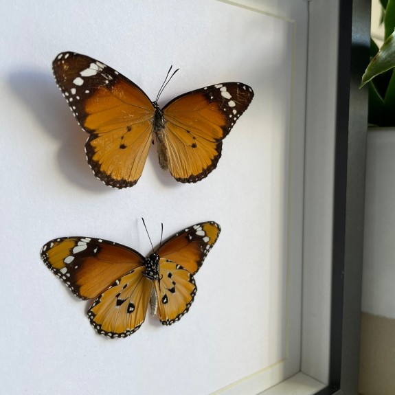 Plain Tiger Butterfly (Top & Underside)