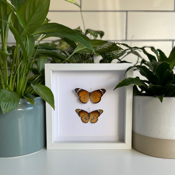 Plain Tiger Butterfly (Top & Underside)