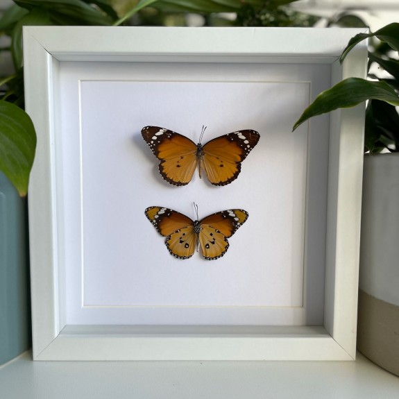 Plain Tiger Butterfly (Top & Underside)
