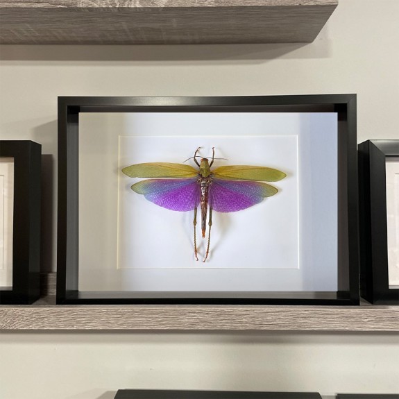 Purple Grasshopper