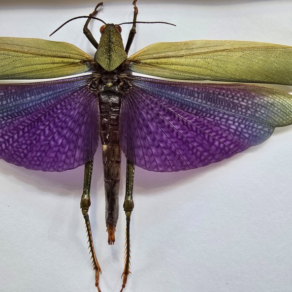 Purple Grasshopper
