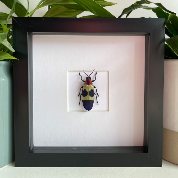 Banded Jewel Beetle