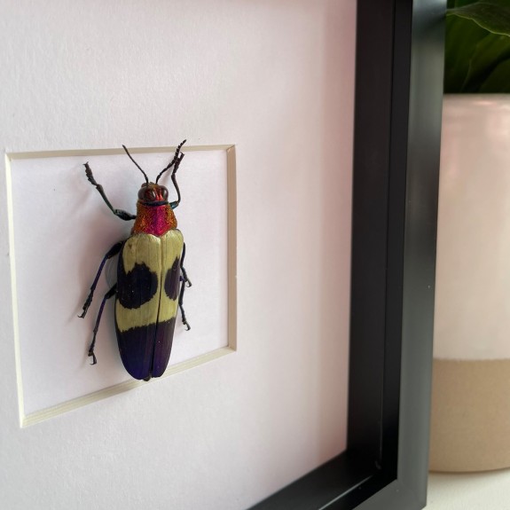 Banded Jewel Beetle
