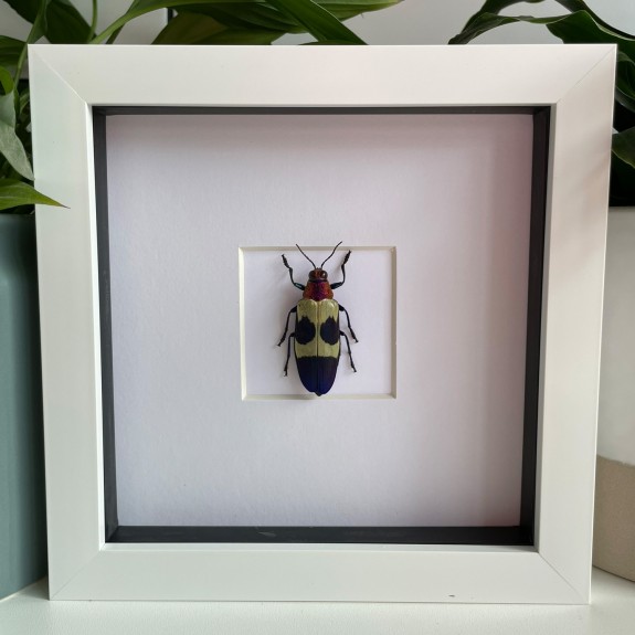 Banded Jewel Beetle