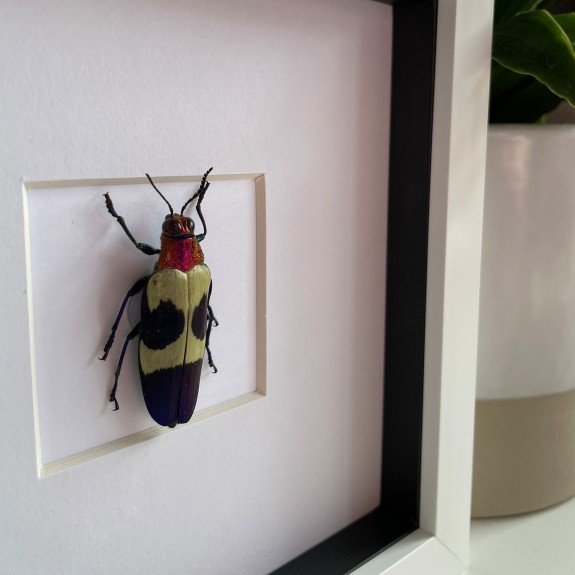 Banded Jewel Beetle