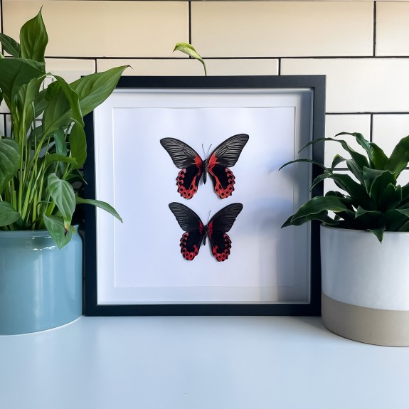 Rumanzovia Swallowtail Butterfly (Pair)