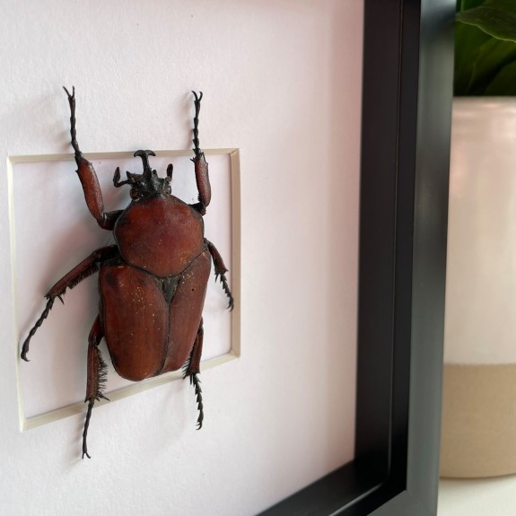 Rustic Flower Beetle