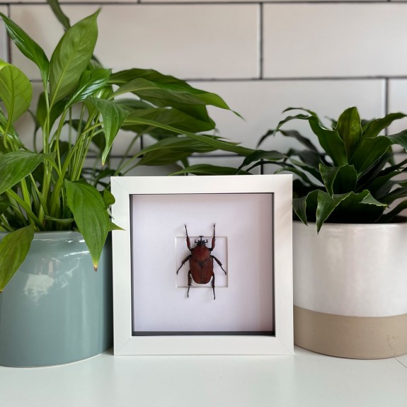 Rustic Flower Beetle