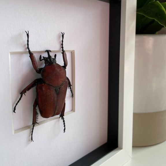 Rustic Flower Beetle