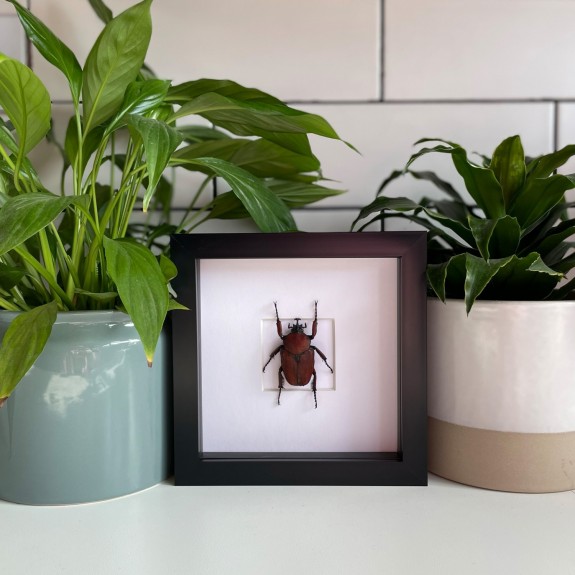 Rustic Flower Beetle