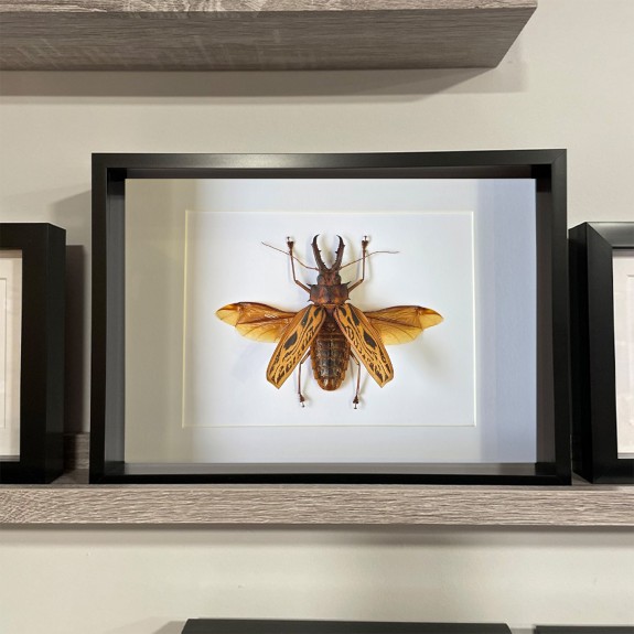 Sabertooth Longhorn beetle
