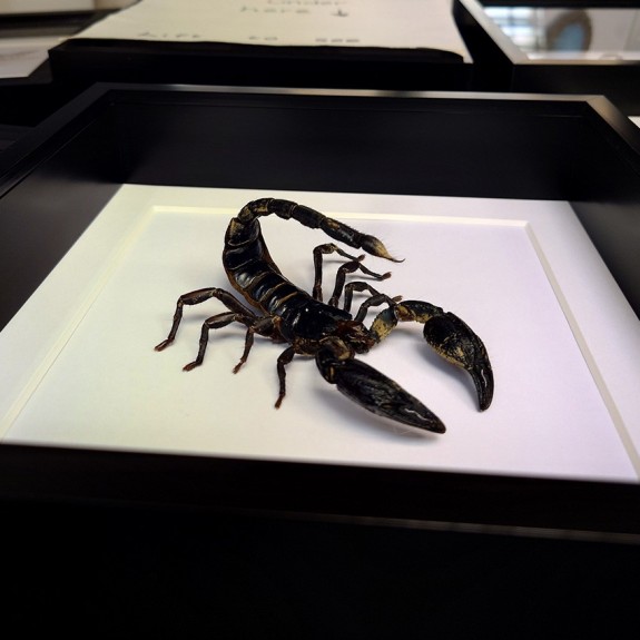 Giant Forest Scorpion Attack Stance