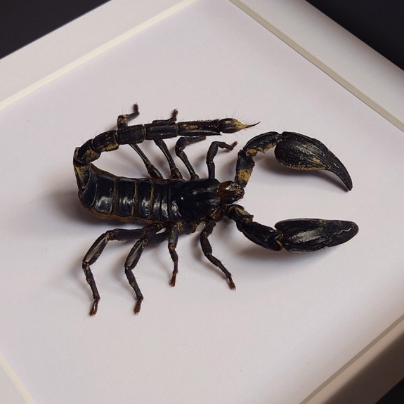 Giant Forest Scorpion Attack Stance