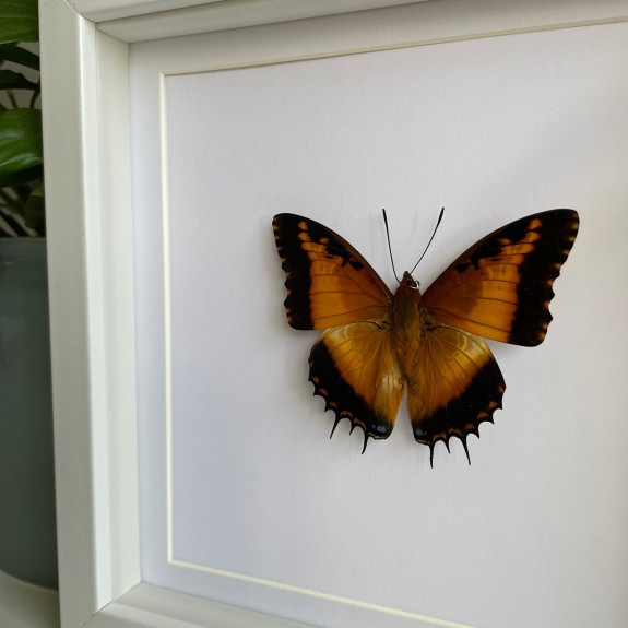 Silver-barred Charaxes Butterfly