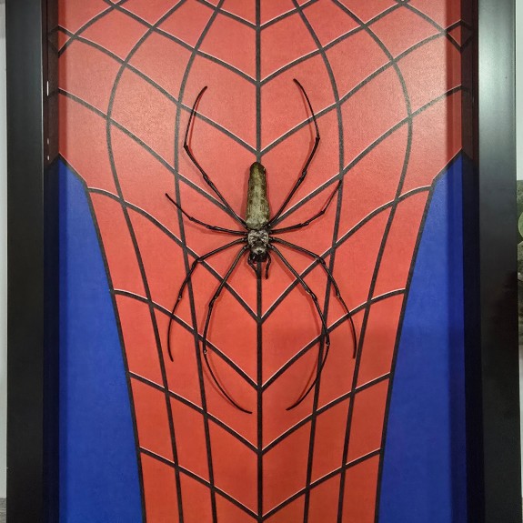 Spiderman Orb Weaver spider