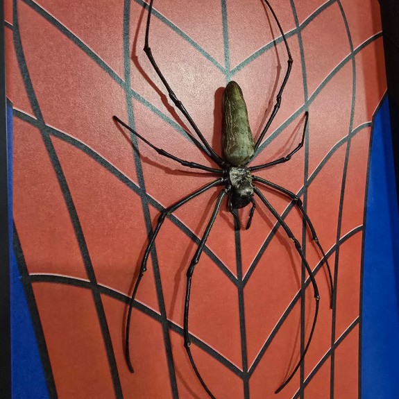Spiderman Orb Weaver spider