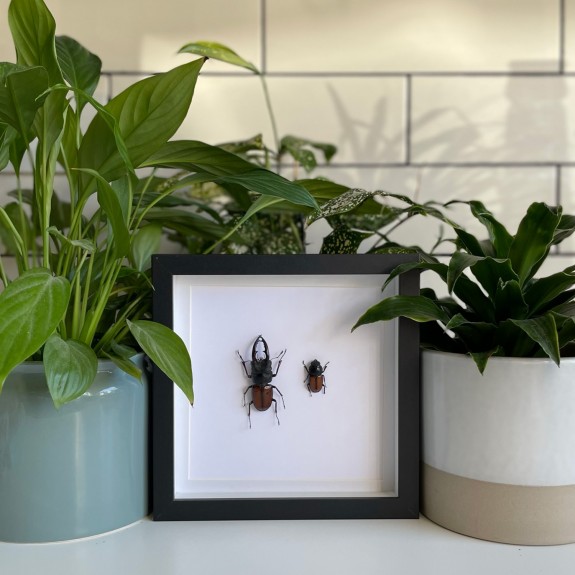 Stag Beetle (Pair)