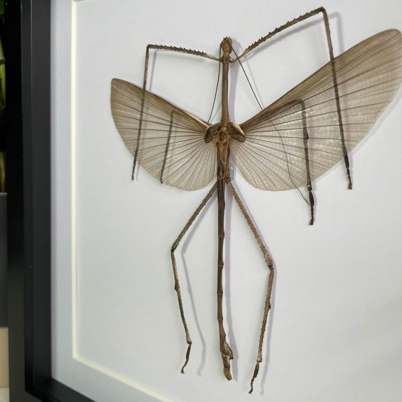 Giant Asian Stick Insect