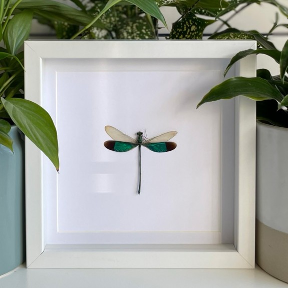 Stream Glory Damselfly