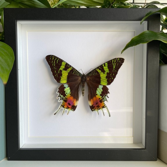 Madagascan Sunset Moth (Topside)