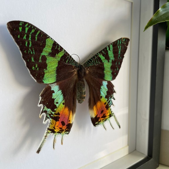 Madagascan Sunset Moth (Topside)