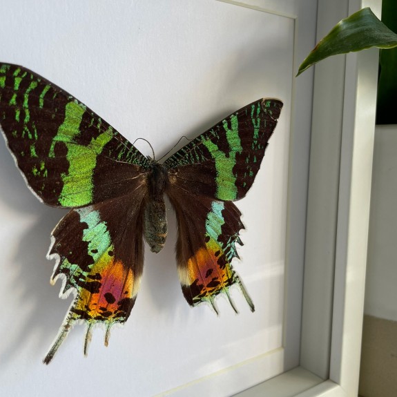 Madagascan Sunset Moth (Topside)